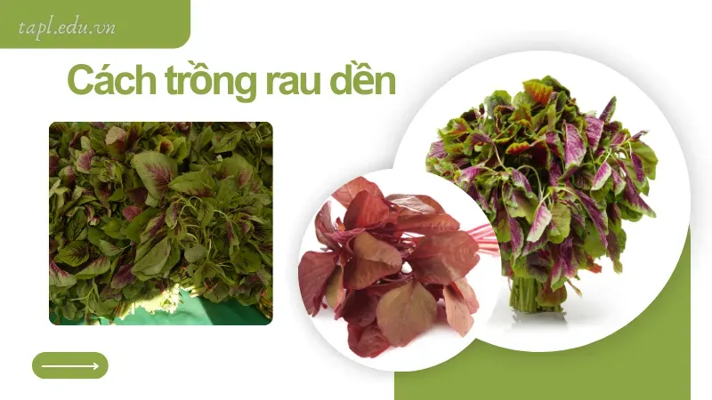 Cách trồng rau dền 