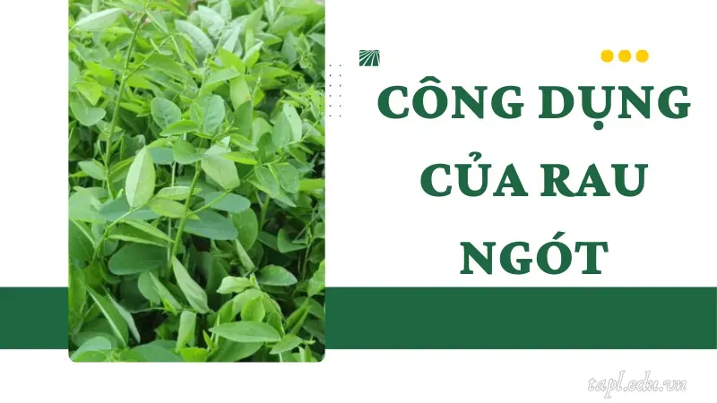 Công dụng của rau ngót