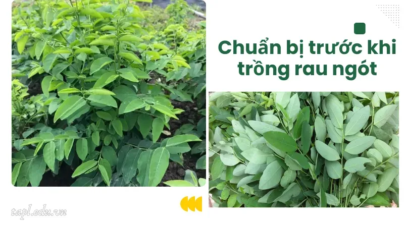 Chuẩn bị trước khi trồng rau ngót