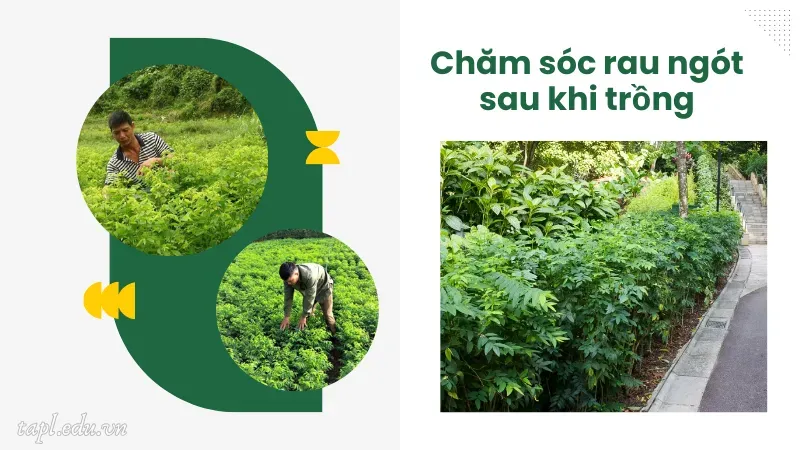 Chăm sóc rau ngót sau khi trồng