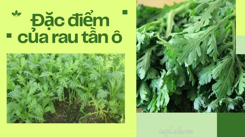 Đặc điểm của rau tần ô