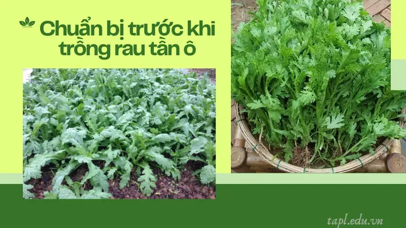 Chuẩn bị trước khi trồng rau tần ô