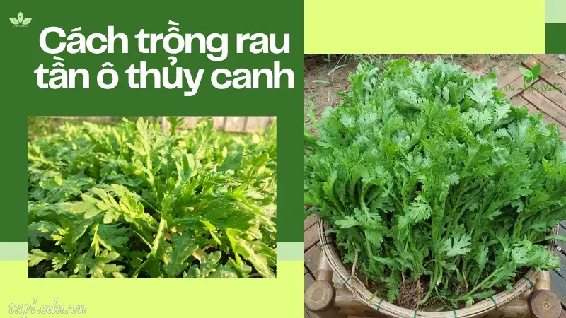 Cách trồng rau tần ô thủy canh