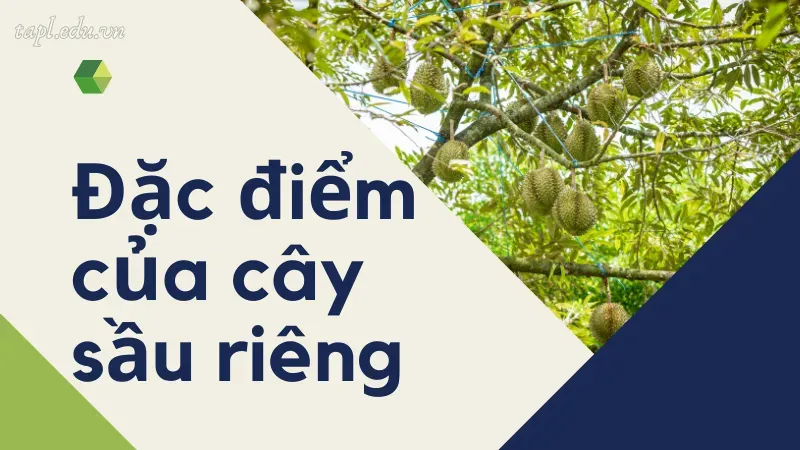 Đặc điểm của cây sầu riêng