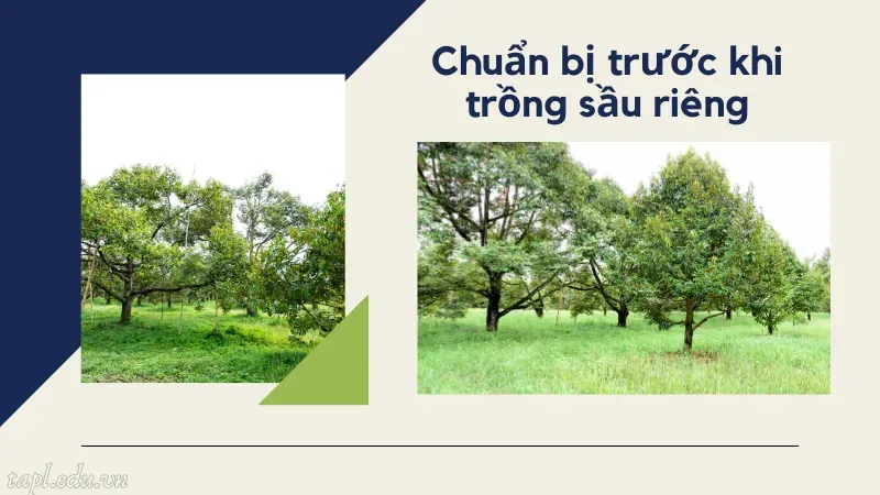 Chuẩn bị trước khi trồng sầu riêng