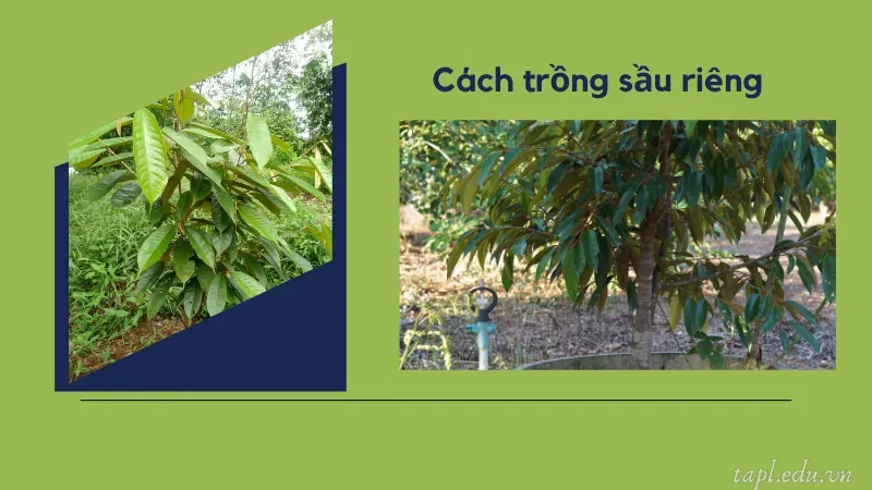 Cách trồng sầu riêng