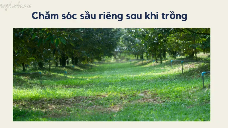 Chăm sóc sầu riêng sau khi trồng