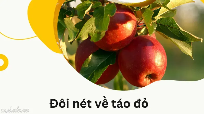 Đôi nét về táo đỏ