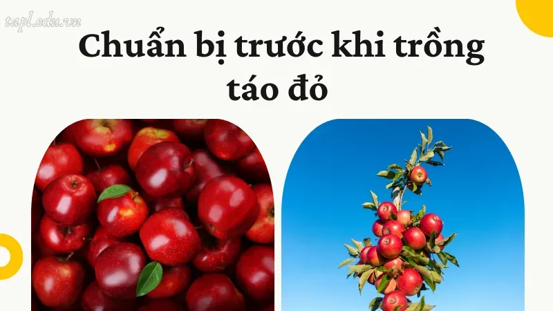 Chuẩn bị trước khi trồng táo đỏ 