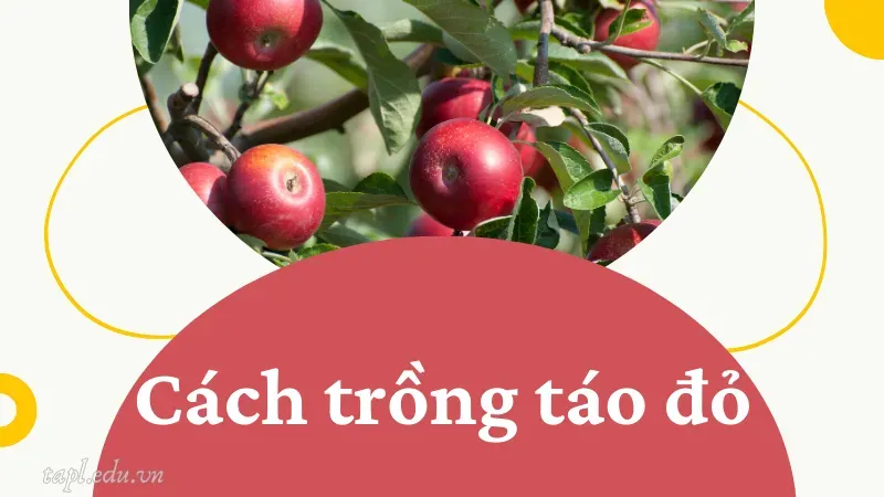 Cách trồng táo đỏ