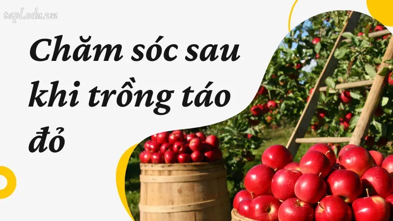 Chăm sóc sau khi trồng táo đỏ