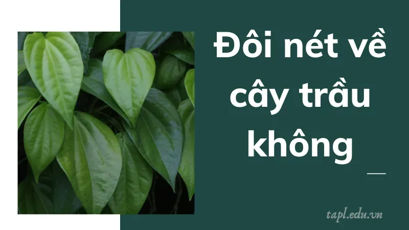 Đôi nét về cây trầu không