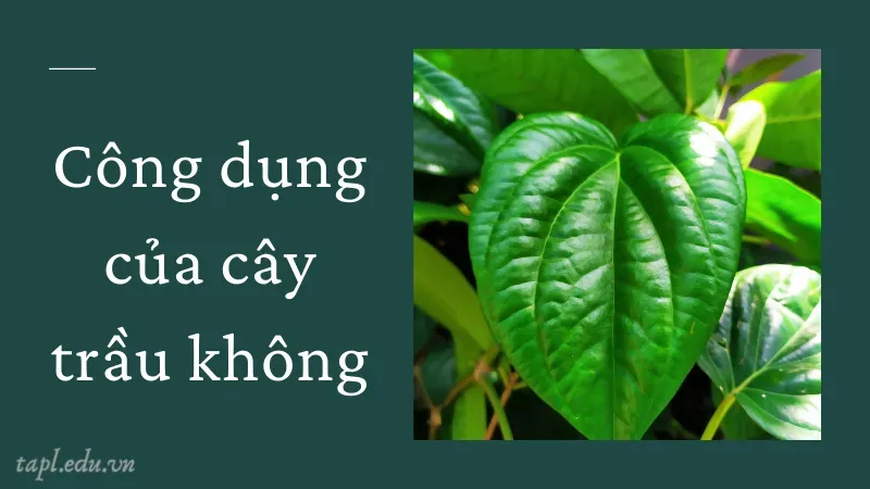 Công dụng của cây trầu không