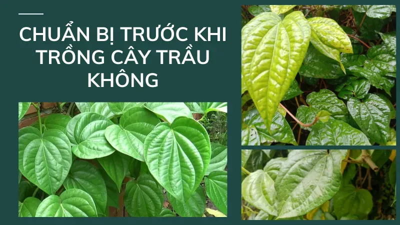 Chuẩn bị trước khi trồng cây trầu không