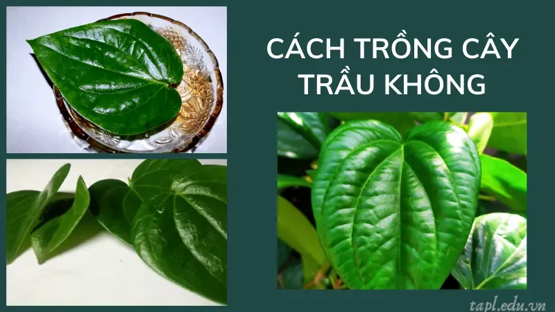 Cách trồng cây trầu không