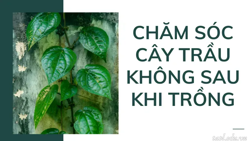 Chăm sóc cây trầu không sau khi trồng