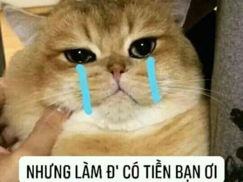 Meme Khóc Hài mang đến tiếng cười sảng khoái cho mọi tình huống