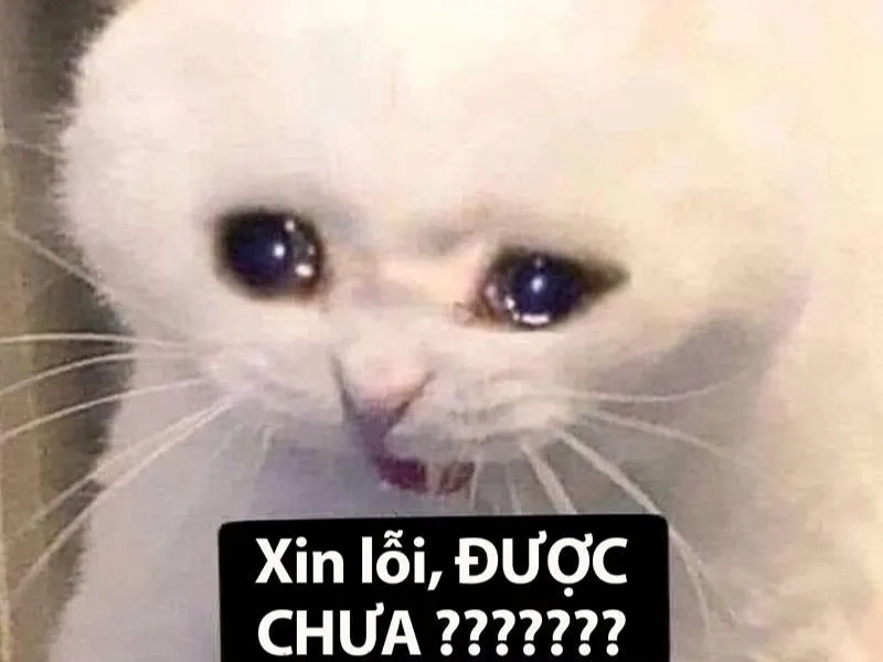 Meme Mèo Khóc Bựa với phong cách hài hước và độc lạ