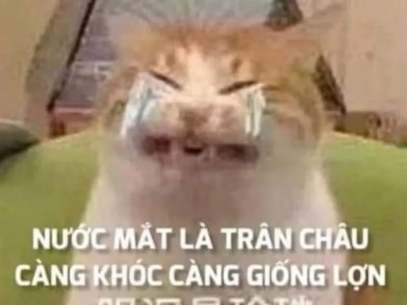 Khóc Meme Mèo dành cho những khoảnh khắc cảm xúc sâu sắc