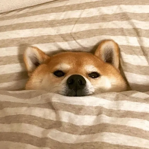 Avatar chó shiba ngầu với tạo hình đầy phong cách và độc đáo