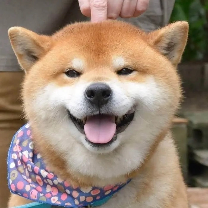 Avatar chó husky với ánh mắt sắc lạnh và vẻ ngầu đầy cá tính