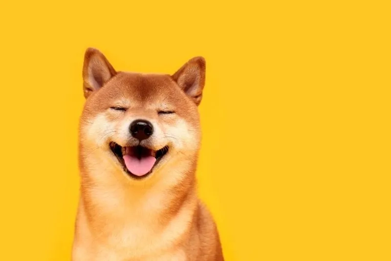 Hình nền chó con dễ thương làm không gian điện thoại thêm sinh động