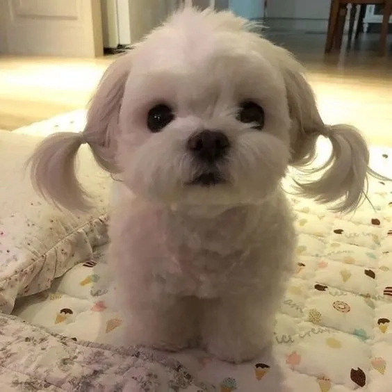 Hình nền chú chó dễ thương mang lại không gian ấm cúng và tươi mới