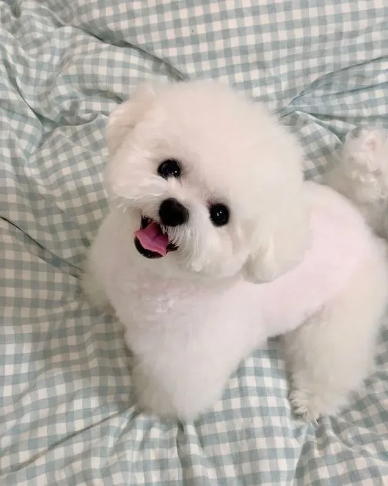 Hình nền chó shiba dễ thương làm không gian thêm dễ chịu
