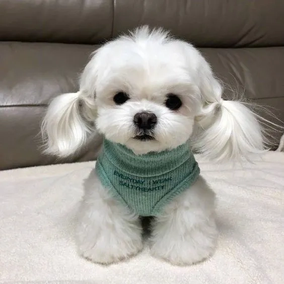 Hình nền shiba cute làm cho màn hình của bạn thêm sinh động