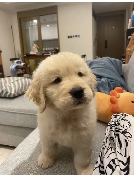 Ảnh nền chó shiba tạo vẻ ngộ nghĩnh và dễ thương cho điện thoại