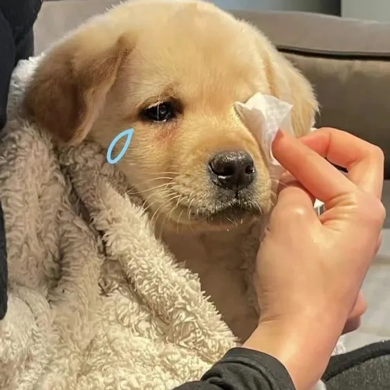 Avatar chó corgi mang lại vẻ dễ thương và vui nhộn