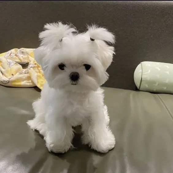 Avatar con chó cute dễ thương làm nổi bật màn hình điện thoại