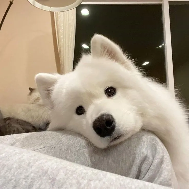 Avatar chó mèo cute tạo hình ngộ nghĩnh và đáng yêu