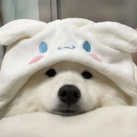 Avatar cún cute với nét mặt ngọt ngào và tươi sáng