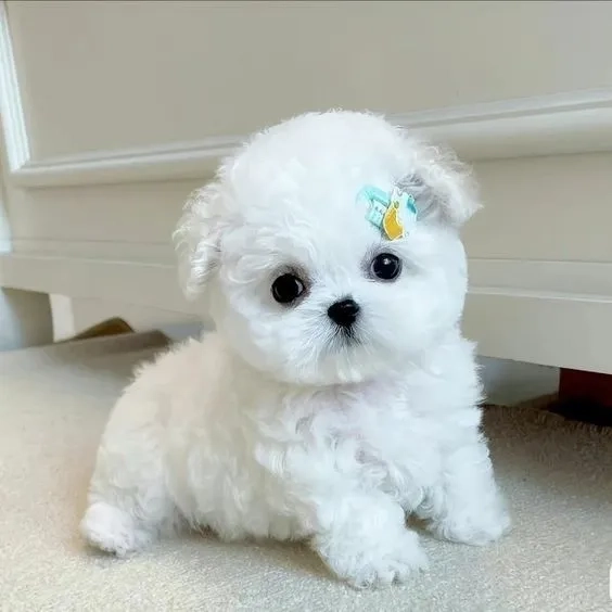 Hình nền chó corgi cute đầy dễ thương và ngộ nghĩnh