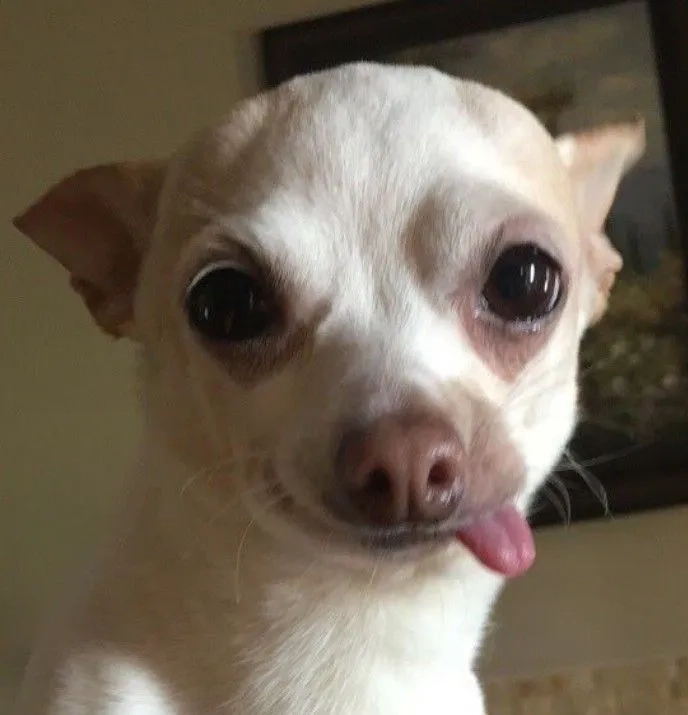 Hình nền chó cute mang đến sự dễ thương cho mọi màn hình