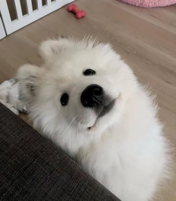Hình nền cute chó con dễ thương mang lại cảm giác ngọt ngào