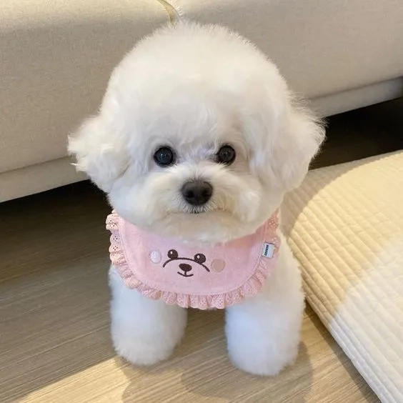 Hình nền cún con dễ thương làm màn hình máy tính thêm vui vẻ
