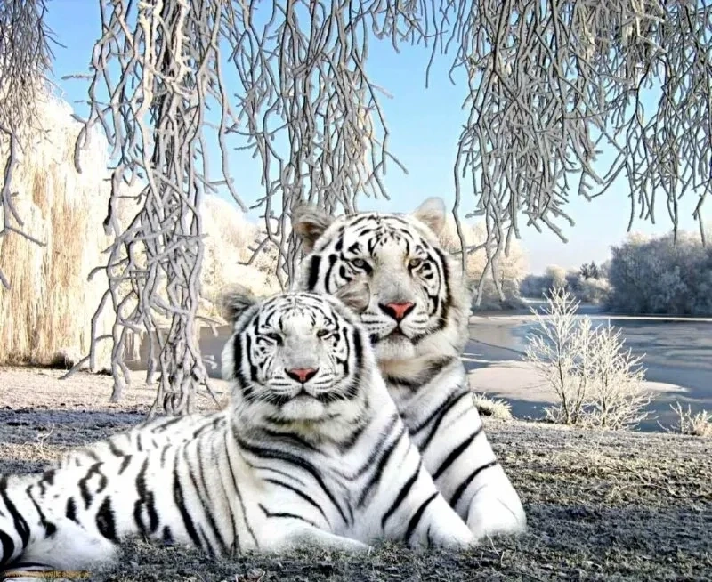 Hình nền hổ con dễ thương phù hợp làm hình nền cho trẻ em