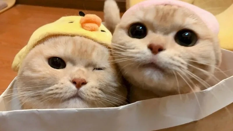Avatar khủng long xanh cute mang lại sự tươi sáng và mát mẻ