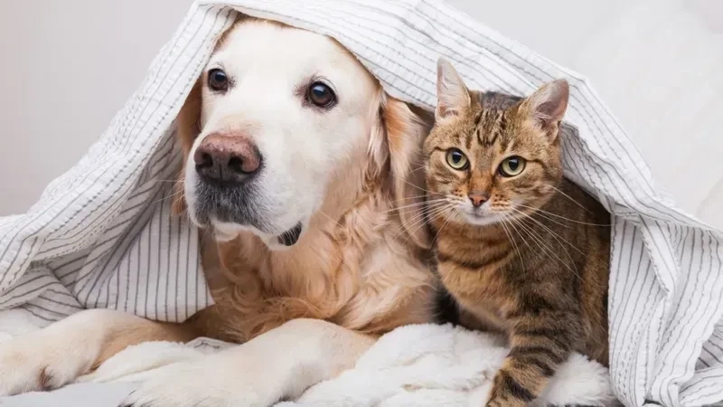 Avt đôi chó mèo thể hiện sự hòa hợp và ngọt ngào