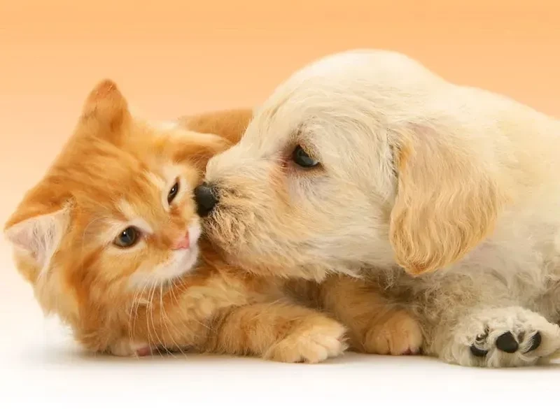 Ava mèo cute mang lại không khí nhẹ nhàng và dễ chịu