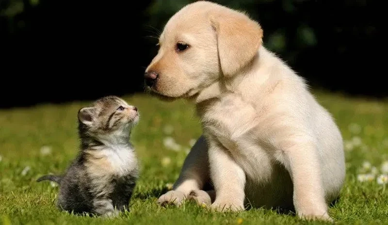 Ava mèo đôi thể hiện tình bạn đáng yêu và dễ thương