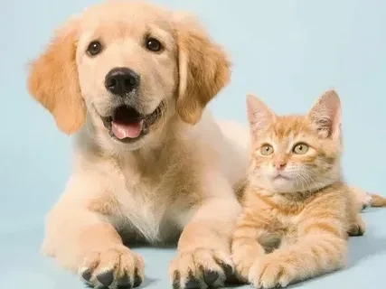 Avatar chó cute mang lại không gian vui vẻ và dễ chịu