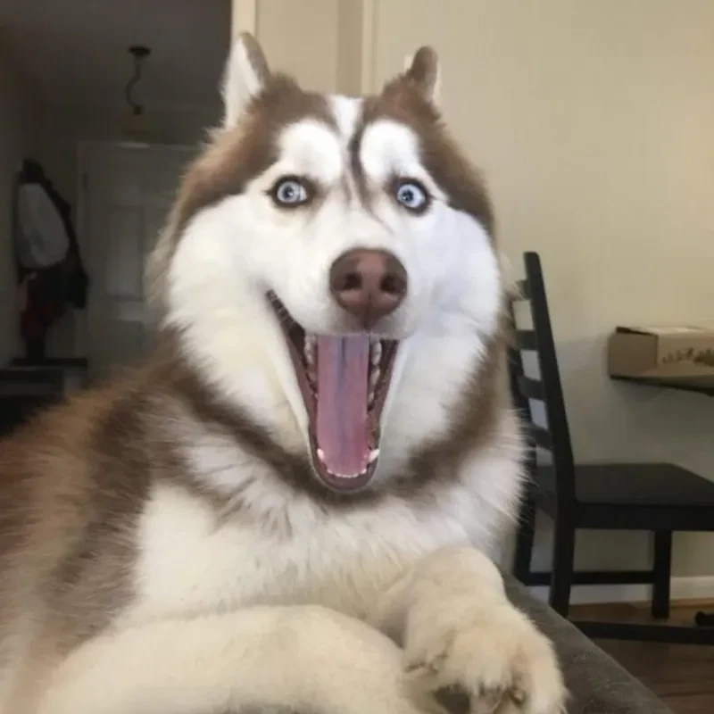 Avatar chó shiba với phong cách dễ thương và đặc biệt