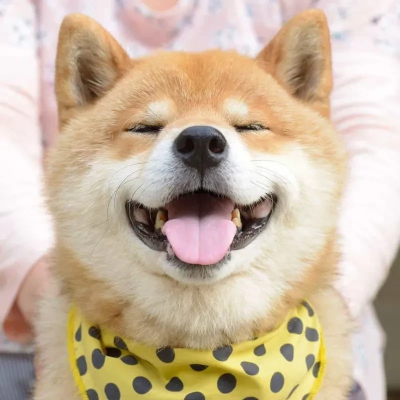 Avatar chó corgi với hình ảnh dễ thương và đặc biệt
