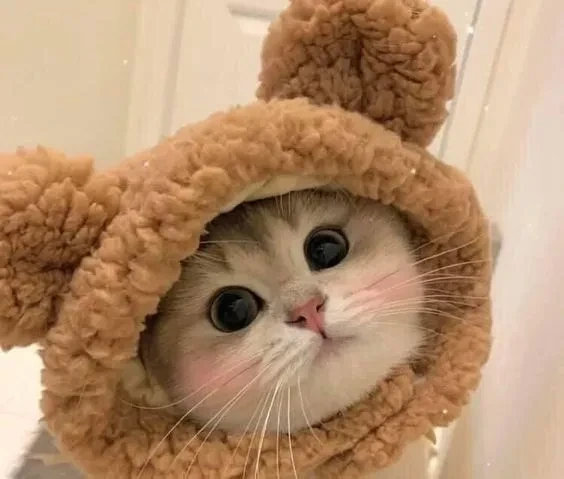 Ảnh meme avatar vô tri mèo cực kỳ ấn tượng và thú vị