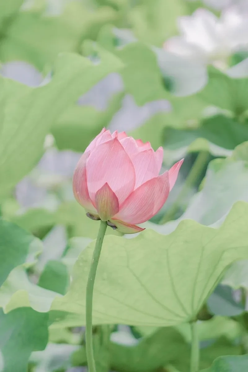 Avatar phong cảnh thiên nhiên mang lại cảm giác thư giãn và tươi mới