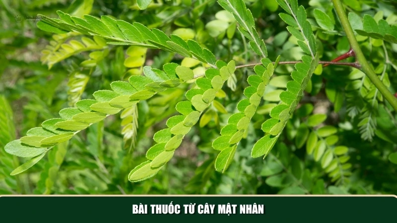 Các bài thuốc hiệu quả truyền tai nhau từ cây mật nhân