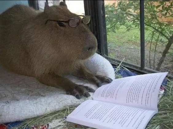 Ảnh capybara meme cute dễ thương với các tình huống hài hước